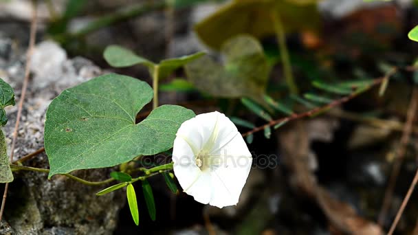 Witte morning glory — Stockvideo