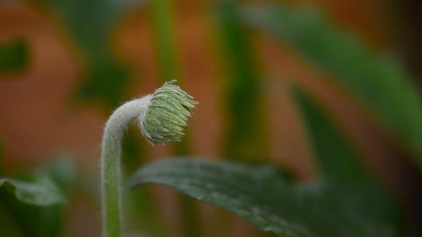 Cerrar Gerbera Flor Jardín — Vídeos de Stock