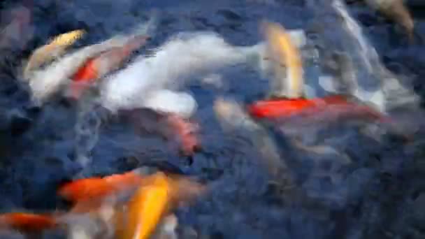 Poissons Koï Dans Étang — Video