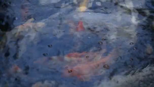 Poissons Koï Dans Étang — Video