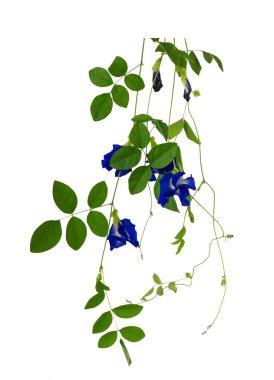 Kelebek izole bezelye