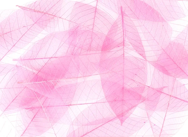 Skelett rosa Blätter — Stockfoto