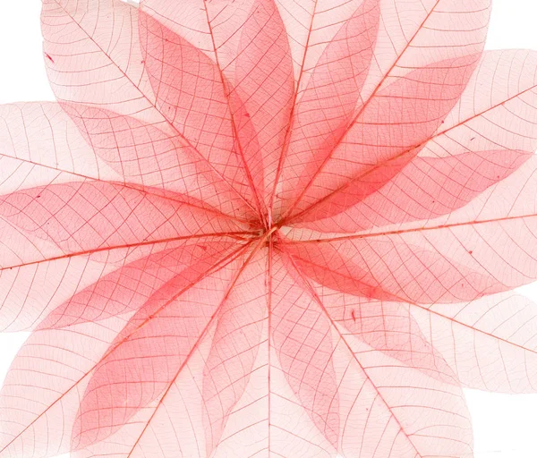 투명 한 붉은 잎 — 스톡 사진