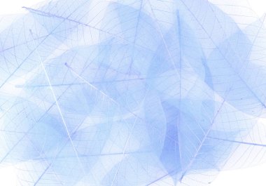 İskelet mavi yaprakları