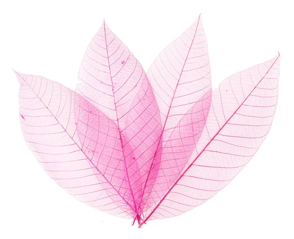 透明ピンクの葉 — ストック写真