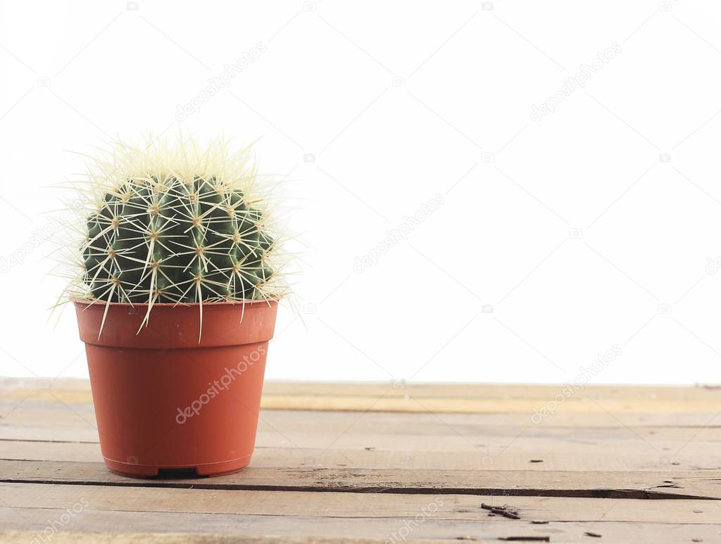 Pot of beautiful cactus on wooden table