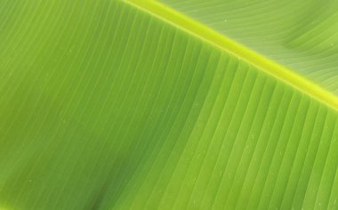 Yeşil doğa arka planı - taze muz yaprağına kapalı