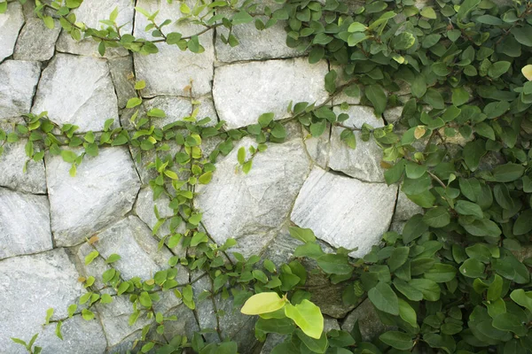 Yazın renkli sarmaşık yaprakları, arka planda gri renkli duvar.