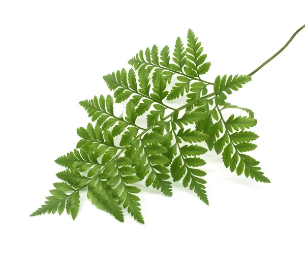 Gröna Blad Fern Isolerad Vit — Stockfoto