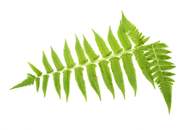 Gröna Blad Fern Isolerad Vit — Stockfoto