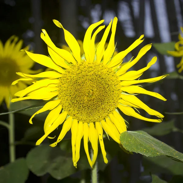 Girasol Sobre Fondo Negro —  Fotos de Stock