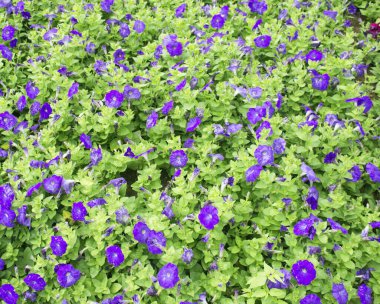 Yazın renkli petunya bahçesi