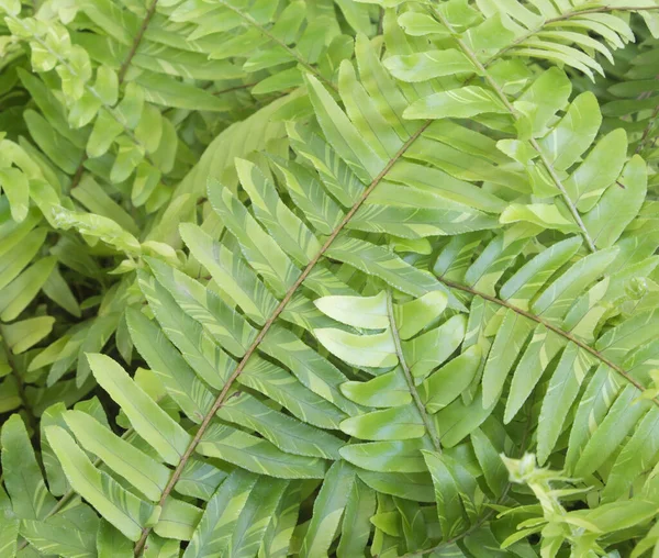 Bosvaren Bladeren Tuin — Stockfoto