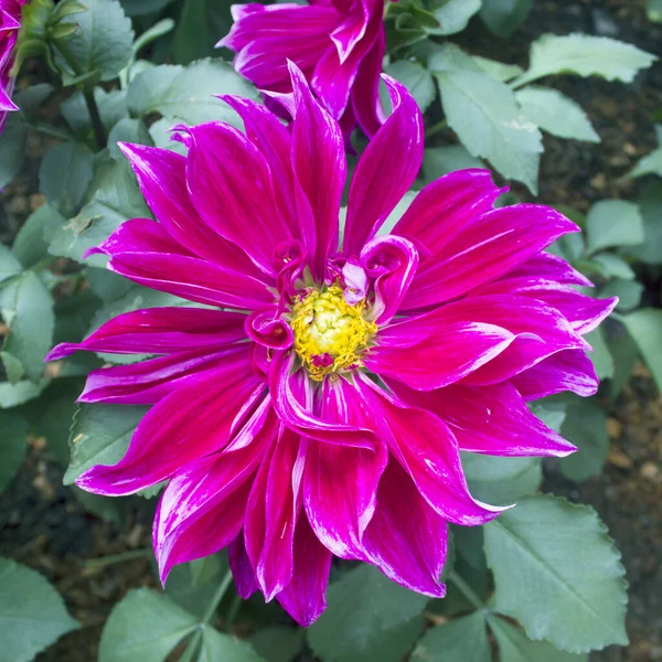Dahlia Kwiaty Jako Tło Kwiatowe Lub Tapety — Zdjęcie stockowe
