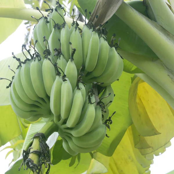 Ein Bündel Bananen Auf Einem Baum — Stockfoto