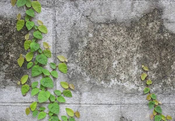 Die Grüne Schlingpflanze Der Alten Mauer — Stockfoto
