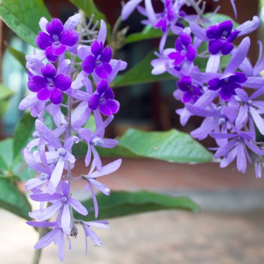 Arka plan için küçük mor çiçekler