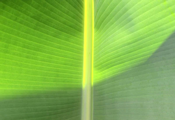 Primer Plano Textura Hoja Plátano Verde Fresco Parque — Foto de Stock