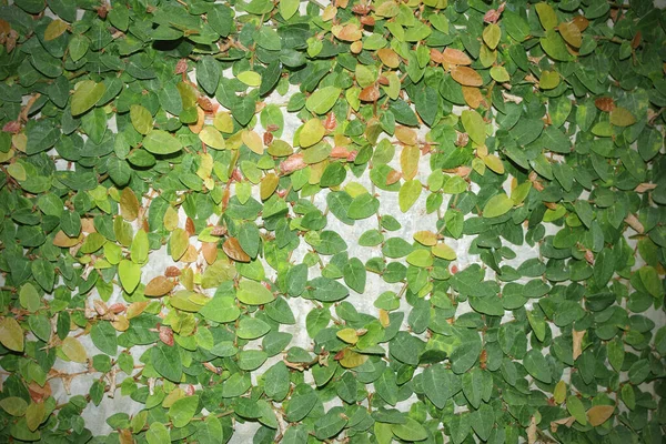 Ivy Leaves Wall Background Wallpaper — Stock Photo, Image