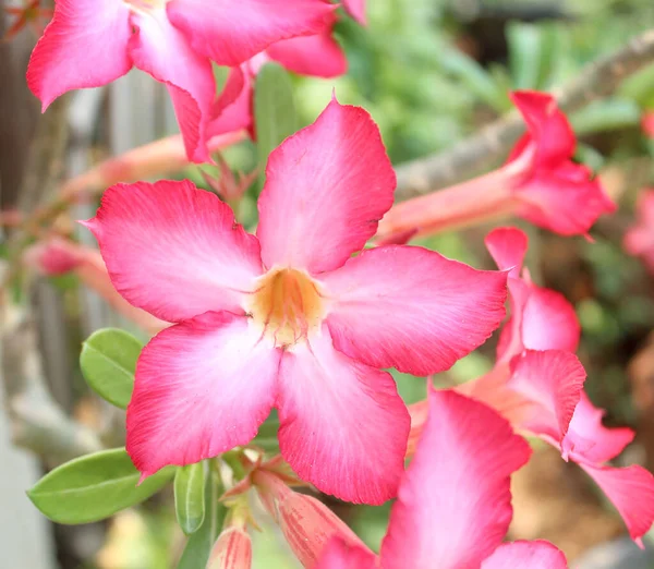 Pouštní Růže Impala Lily Falešný Azalea — Stock fotografie