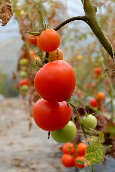 Tomates frescos en la granja ecológica . — Foto de Stock