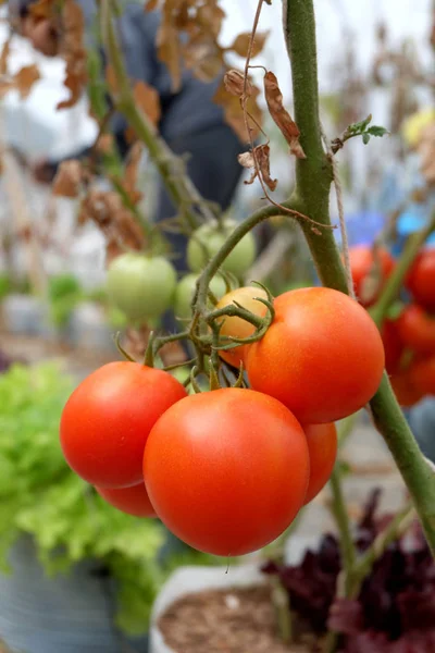 Свежие помидоры на органической ферме . — стоковое фото
