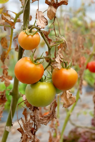 Tomates frescos en la granja ecológica . — Foto de Stock