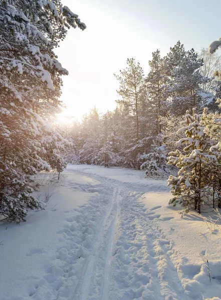 Pista de esqui entre abetos cobertos de neve e pinheiros na floresta de inverno em um dia gelado claro — Fotografia de Stock