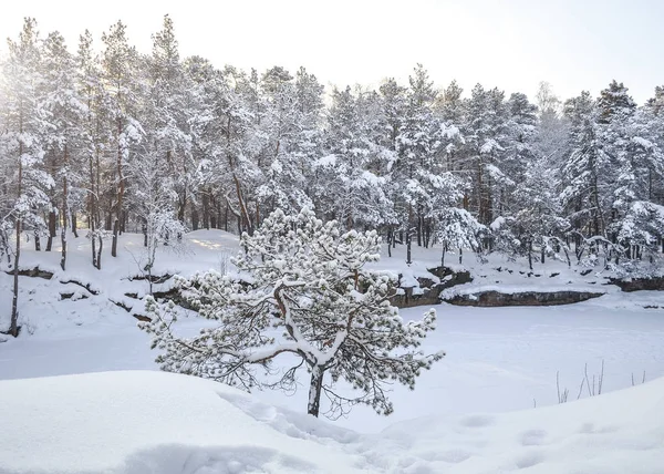 Pinheiro pequeno solitário contra o pano de fundo da floresta coberta de neve de inverno e pedreira congelada em um dia claro — Fotografia de Stock