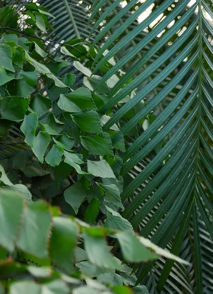 Foco suave Fundo verde de folhas de samambaia frescas em uma estufa — Fotografia de Stock