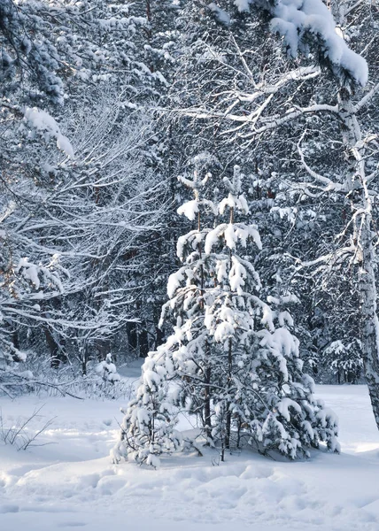 Un piccolo abete innevato sullo sfondo della foresta invernale in una giornata gelida Foto Stock Royalty Free