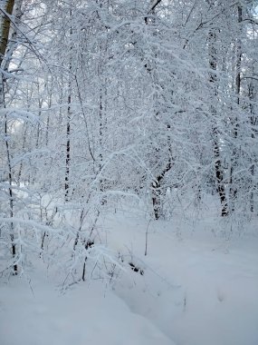 Öğleden sonra kış ormanında kar, ağaç dallarını kaplamıştı.