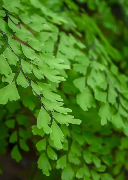 Focus doux Fond vert de feuilles de fougère fraîches dans une serre — Photo