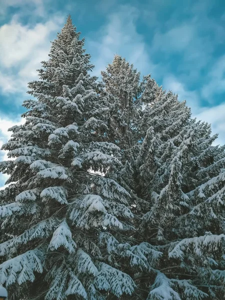 Dois altos abetos cobertos de neve no fundo do céu azul. Vista inferior . — Fotografia de Stock