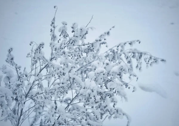Arbusto coberto de neve após o primeiro close-up de queda de neve — Fotografia de Stock
