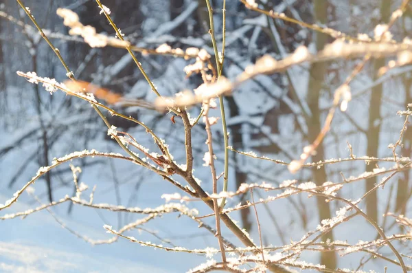 Fundo de foco suave de ramos cobertos de neve contra a floresta de inverno — Fotografia de Stock