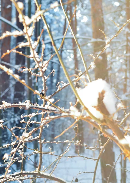 Fundo de foco suave de ramos cobertos de neve contra a floresta de inverno — Fotografia de Stock
