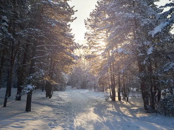 Manhã ensolarada no parque coberto de neve de inverno, o caminho entre os pinheiros — Fotografia de Stock