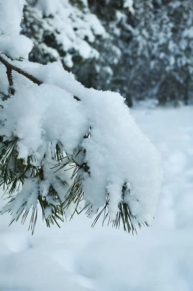 Ramo de pinho nevado close-up na floresta de inverno — Fotografia de Stock