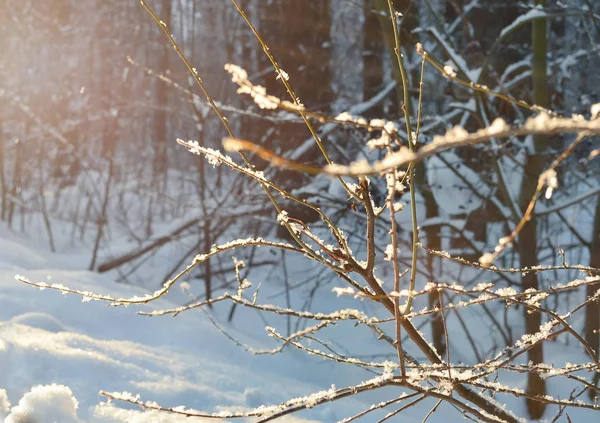 Fundo de foco suave de ramos cobertos de neve contra a floresta de inverno — Fotografia de Stock