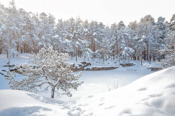 Pinheiro pequeno solitário contra o pano de fundo da floresta coberta de neve de inverno e pedreira congelada em um dia claro — Fotografia de Stock