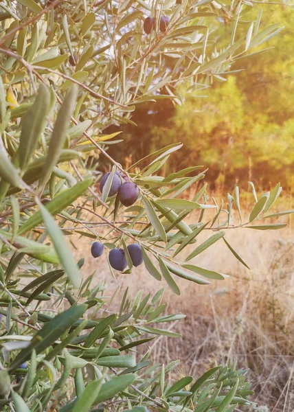 Dunkle große Olivenbeeren reifen auf einem Zweig. — Stockfoto