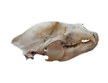 Kahverengi Ayının Kafatası