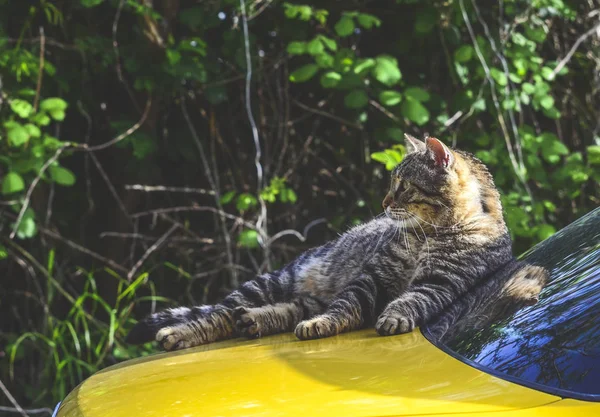 Csíkos macska fekszik a motorháztetőn a sárga autó — Stock Fotó