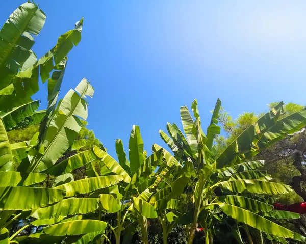 Folhas de banana, vista de baixo contra um céu azul brilhante — Fotografia de Stock