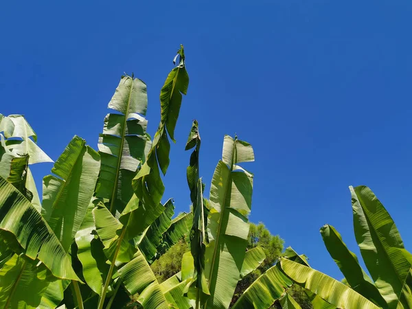 Folhas de banana, vista de baixo contra um céu azul brilhante — Fotografia de Stock