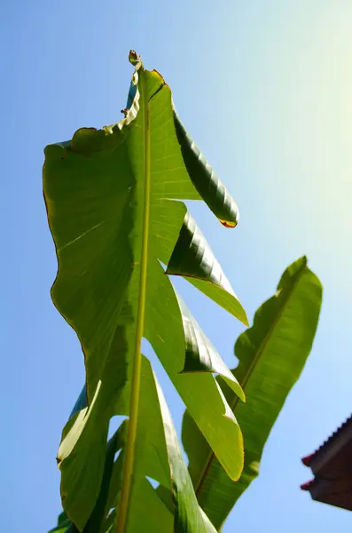 Folhas de banana, vista de baixo contra um céu azul brilhante — Fotografia de Stock