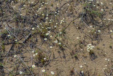 Papatya tozu kumlu zeminde açar. Çölde ilkbahar
