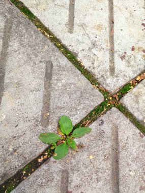 Yeşil Plantain beton levhaların arasından büyüyor. Takma diş.