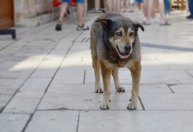 Antalya caddesinde farklı renkte gözleri olan evsiz bir köpek. Bir gözü mavi, diğeri kahverengi..